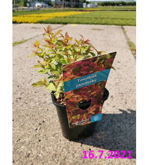Spiraea japonica 'Firelight' C 1,4 L